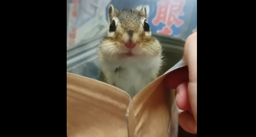 Бурундук в пакете:) смотреть онлайн