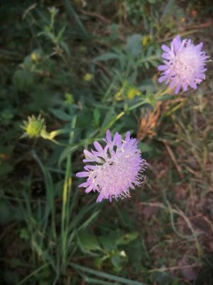 151.  Короставник полевой - Knautia arvensis