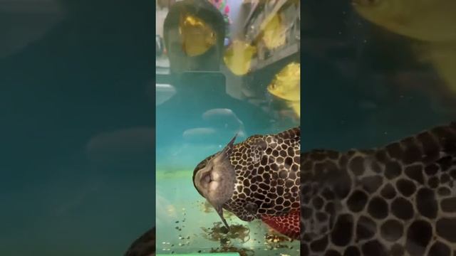 Птеригоплихт на прогулке #shorts смотреть онлайн