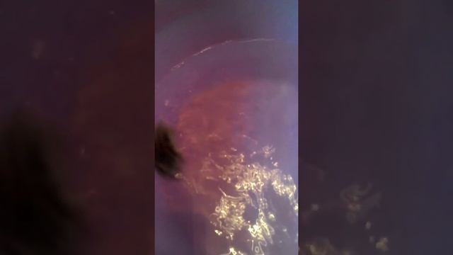 Купание Джунгарского хомячка|Что?|Как?|Сколько? смотреть онлайн