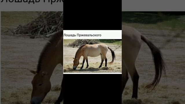 Редкие животные Китая! Многие этого не знают!! смотреть онлайн