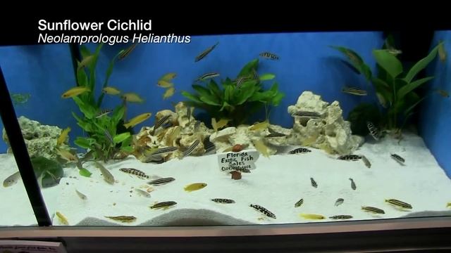 Sunflower Cichlid Neolamprologus Helianthus Fincasters Episode 123