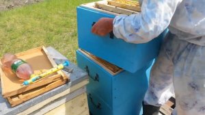 Ставлю третьи корпуса/Продолжаем наращивать пчелу.