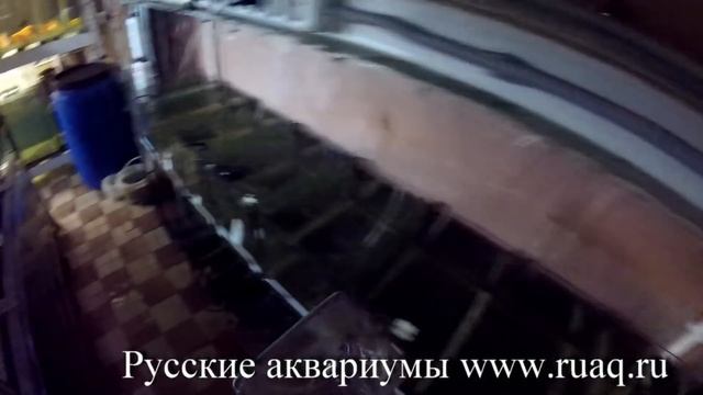 Тернеция гло. Разведение. смотреть онлайн