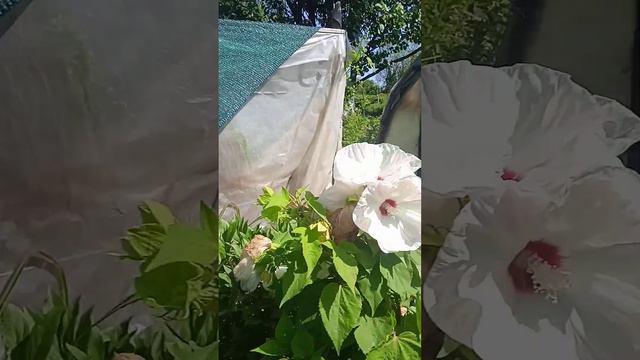 гибискус травянистый 16.08.23 смотреть онлайн