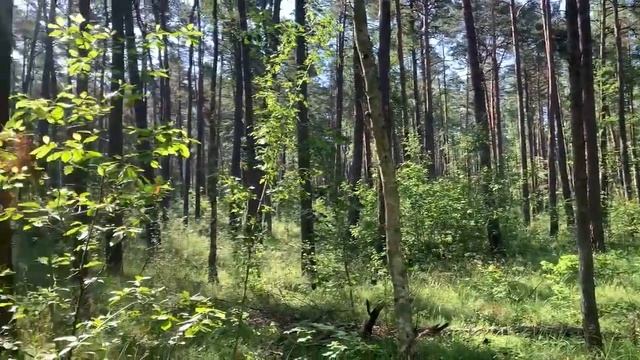 Грибочки, Ягодки. смотреть онлайн