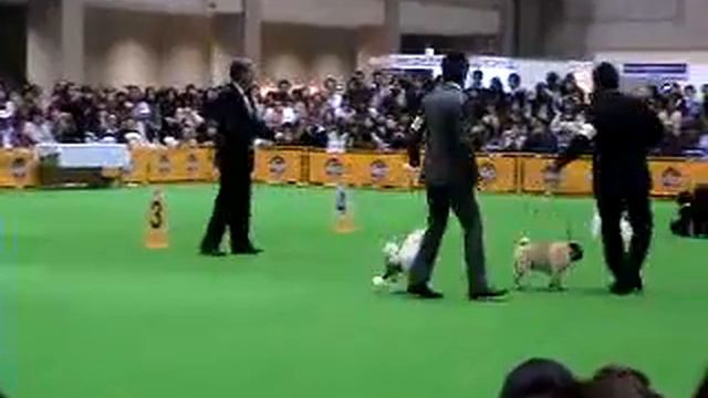 FCI Asian International Dogshow 2008, Japan