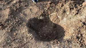 Посадка почвопокровной розы.