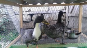 Утки фаворит разведение в домашних условиях