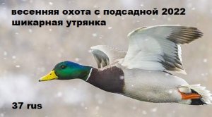 Шикарная утрянка. Весенняя охота с подсадной 2022. весенняя охота на селезня с подсадной