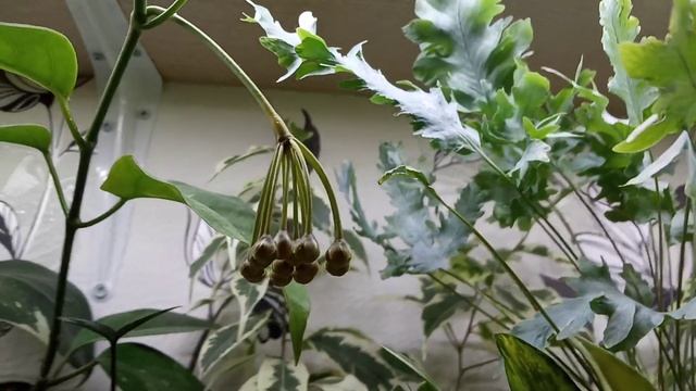 Хойя Лазианта, Совсем скоро... смотреть онлайн