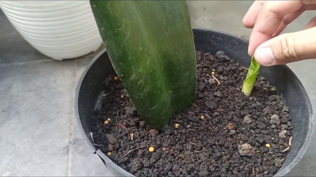 Sansevieria Malawi Midnight :: leaf Propagation смотреть онлайн