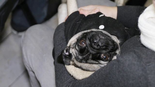 Мопсовстреча Минск 23.12.2018 смотреть онлайн