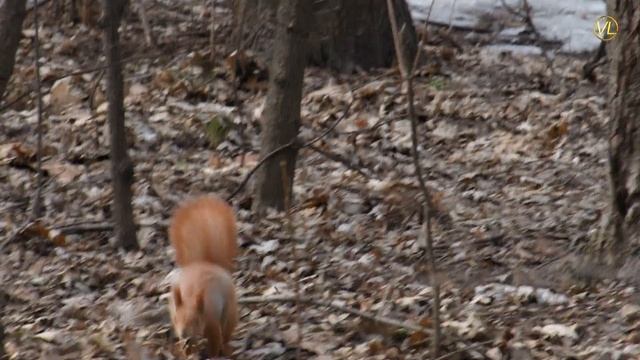 Белки орехи видео 4к // eye squirrel video 4k Nikon d500 смотреть онлайн