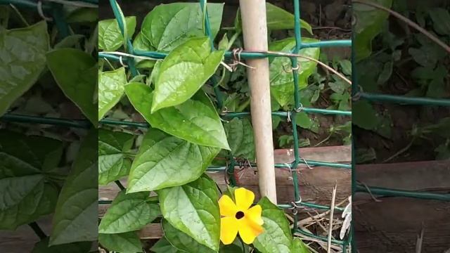 тунбергия черноглазая #однолетниелианысжелтымицветами смотреть онлайн
