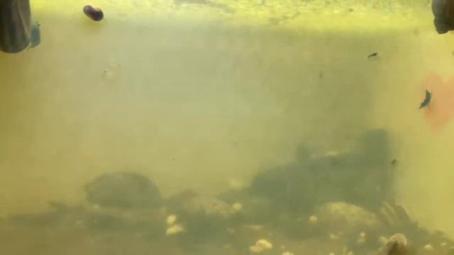 Canlı Yayın-Akvaryum Muhabbeti ve Diğer Hobi Mevzuları смотреть онлайн