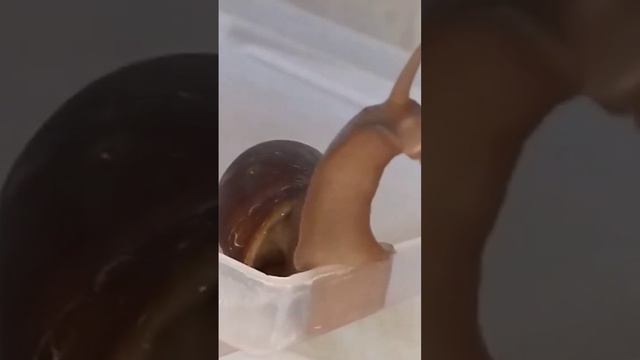 Улитки Ахатины (Achatina fulica) могут быть не только симпатичным домашним питомцем смотреть онлайн