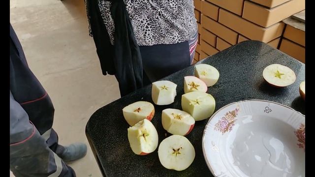 Когда собирать яблоки на хранение. Зимние сорта яблок. Летние сорта яблок. Саженцы плодовых деревье смотреть онлайн