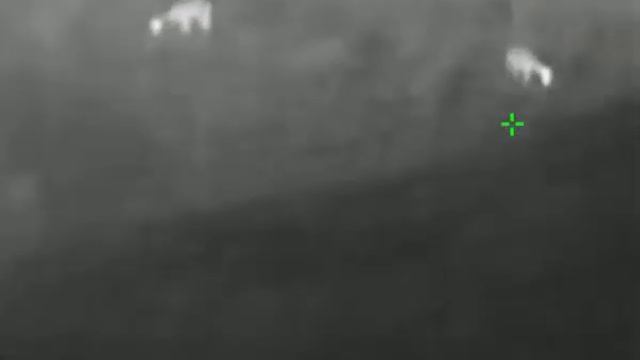 Nightvision Hikvision / Hikmicro Lynx 06 (DS-2TS01-06XF/W) Damhert / Fallow Deer