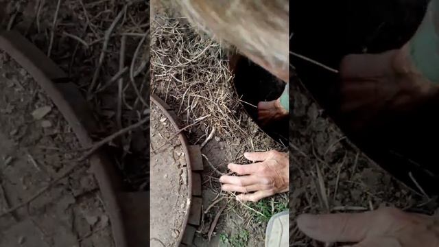Беременная жаба смотреть онлайн