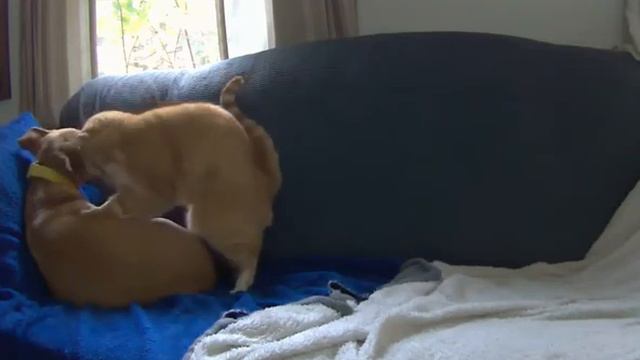 кошка и собака ❤ любовь навсегда смотреть онлайн