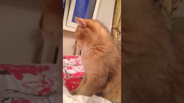 Британская золотая шиншилла -Лева 2 смотреть онлайн