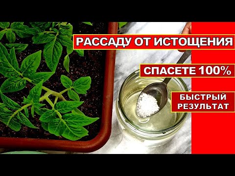 РАССАДА 100% БУДЕТ ТОЛСТЕНЬКАЯ И ЗЕЛЕНАЯ! НАКОРМИТЕ РАССАДУ - ПОДКОРМКА СПАСЁТ РАССАДУ ОТ ИСТОЩЕНИЯ.