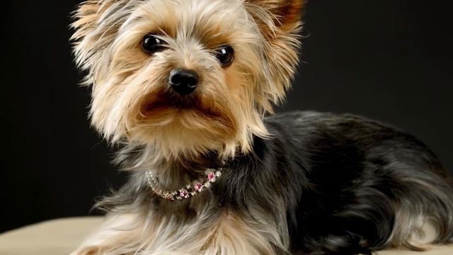 Yorkshire Terrier  - Guia De Raças  Tudo Que Você Precisa Saber Sobre A Raça