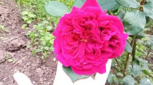 Роза Уильям Шекспир 2000. Роза второго года посадки.