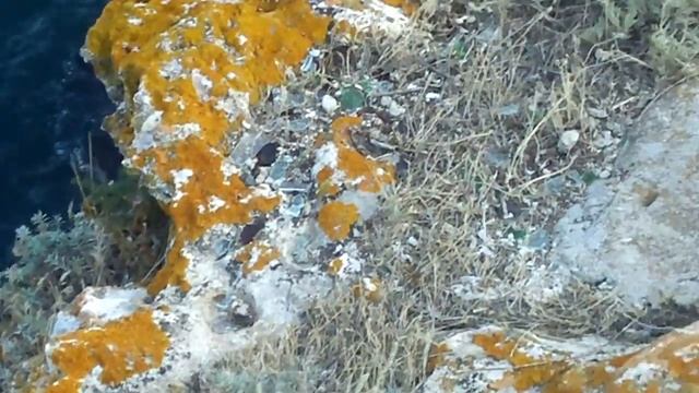 Скали, море и чайка в полет над нос Калиакра смотреть онлайн