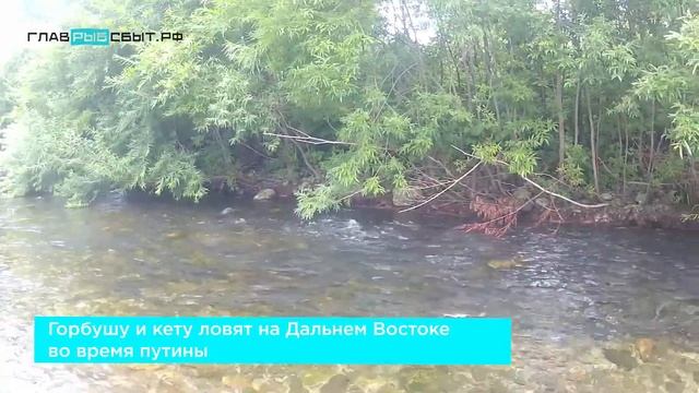 Красная икра: форель, горбуша, кета смотреть онлайн