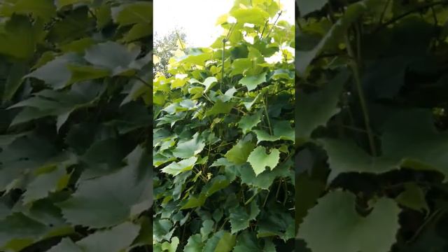 выращиваем виноград в сибири🍇 смотреть онлайн