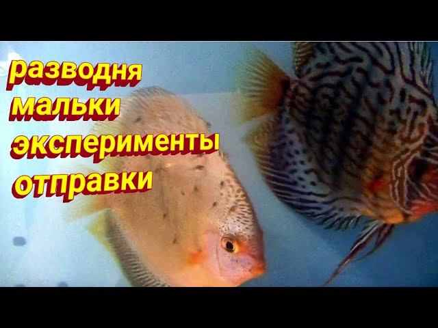 Провели горячую воду в разводню. Эксперименты и отправки малька смотреть онлайн
