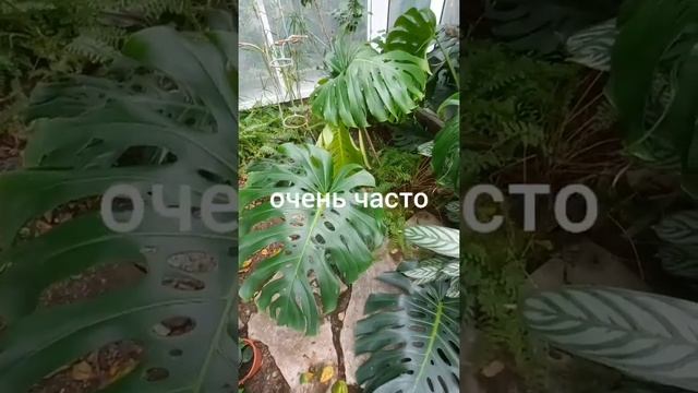 У Монстеры дырявые листочки Почему смотреть онлайн