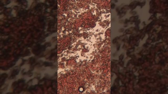 Стоит ли учиться на биолога? Мой опыт смотреть онлайн