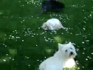 Весёлая компания смотреть онлайн