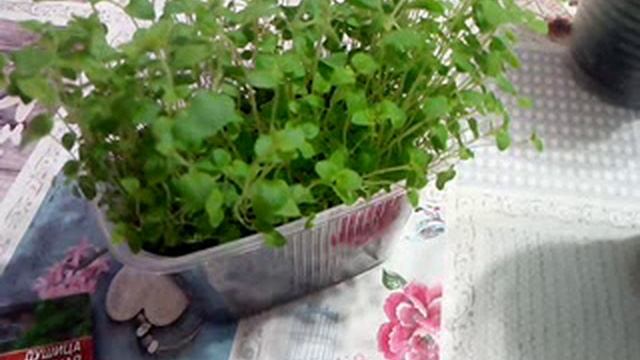 Пересадка душицы обыкновенной, посаженной семенами 9 марта . 11.04.2020г смотреть онлайн