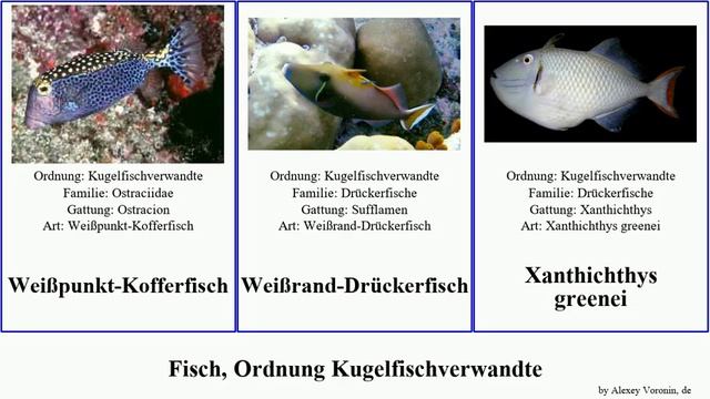 Fisch, Ordnung Kugelfischverwandte sphoeroides meuschenia fish pilatus maculatus indicus cinereus смотреть онлайн