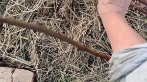 Пересадка взрослых кустов ежевики