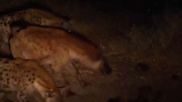 У Этих Животных Самый Сильный Укус на Земле