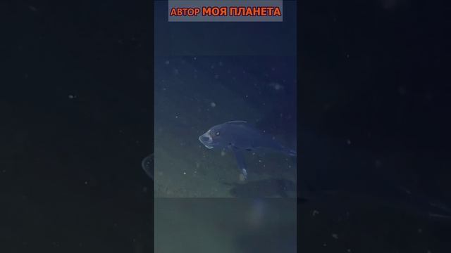 Призрачная рыба тень/рыб/рыбы #смотреть #видео #как #выглядит #факты #факт #про #это #интересно