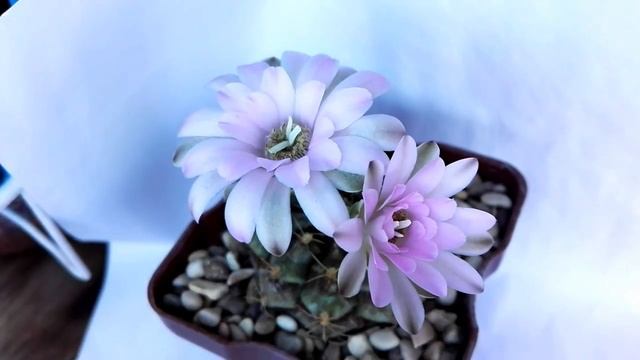 Gymnocalycium damsii flowering смотреть онлайн