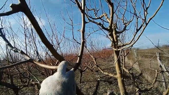 Зависимость урожайности от длины обрезки. смотреть онлайн