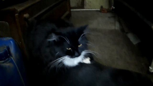 Наглый кот и добрый ротвейлер=) смотреть онлайн