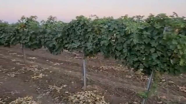 1000113252.mp4 смотреть онлайн