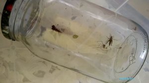 Эксперимент. Как озон влияет на насекомых.