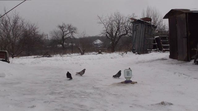 ВНИМАНИЕ!!! ВНИМАНИЕ!!! ПО ПРОСЬБЕ,ПРОКИДКИ ЗИМНИЕ ГОЛУБЕЙ В СНЕГ!!! ПРОСИЛИ ЗРИТЕЛИ, 22.янв. смотреть онлайн