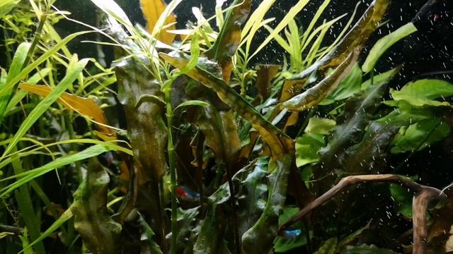 МЕЧЕНОСЕЦ. СОДЕРЖАНИЕ И РАЗВЕДЕНИЕ. смотреть онлайн