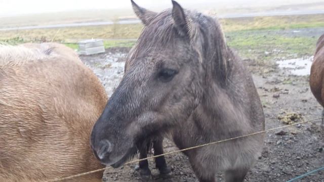 "Золотое кольцо" Исландии. Iceland. The Golden Circle смотреть онлайн
