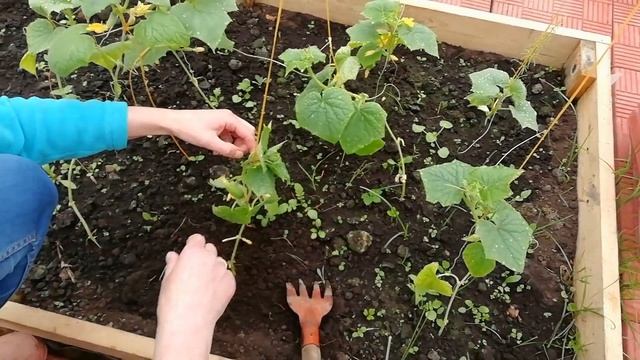 Как подвязать подросшие огурцы. Удаляем пасынки на томатах. смотреть онлайн